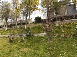 秋日公园草地树木景致