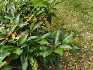 绿叶繁茂的植物景观