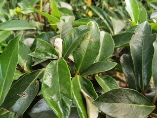 翠绿叶片植物特写