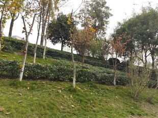 秋日山坡绿植景观