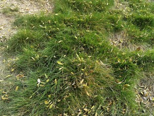 地面上的茂盛绿色草丛