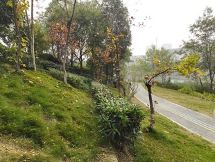 山间小路旁的绿意景致