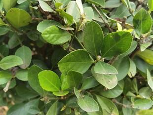 翠绿繁茂的植物叶片