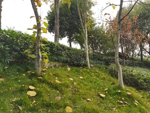 秋日林间草地风景