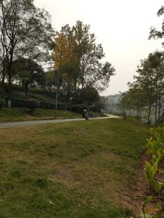 郊外草地旁的树林小路