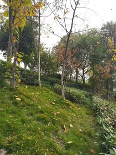 秋日山坡绿植树木景致