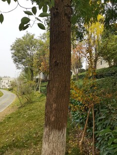 林间小道旁的树木景观