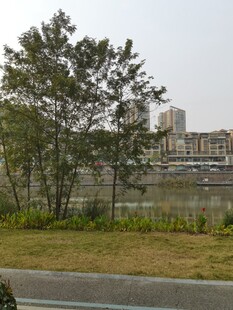 河畔绿树与城市景观