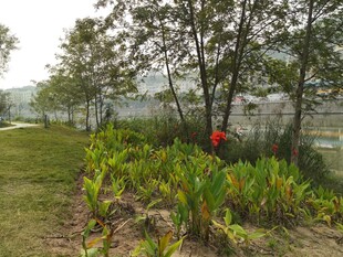 户外绿植景观中的红花