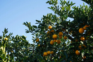 枝头挂满金黄的成熟橘子