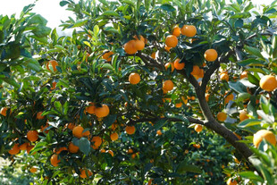 挂满果实的繁茂橘子树