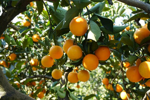 挂满枝头的金黄橘子