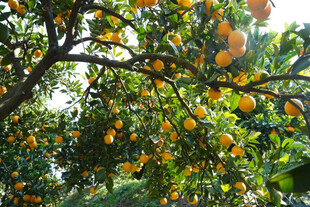 挂满果实的繁茂橘子树
