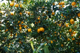 硕果累累的橘子树