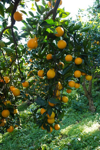 硕果累累的柑橘树