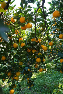 挂满果实的繁茂橘子树