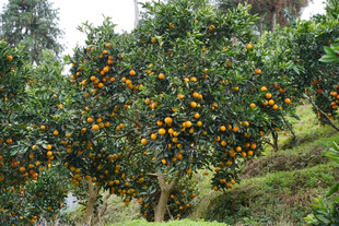 山坡上硕果累累的橘子树