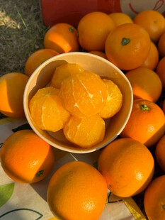 碗中鲜橙与周围橙子堆