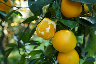 树上饱满多汁的新鲜橙子