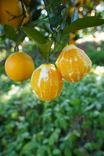 枝头饱满的新鲜黄橙