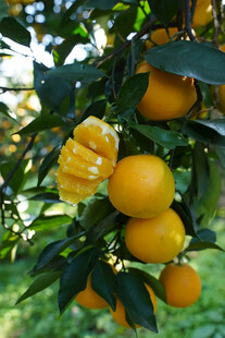 枝头饱满的金黄柑橘