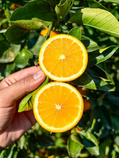 手捧切开的新鲜橙子
