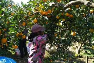 果农果园采摘饱满橙子