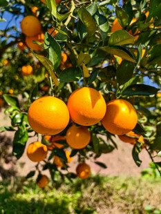 枝头挂满金黄诱人的橘子