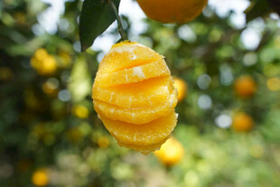 剥开的金黄橘子挂在枝头