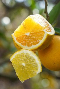 枝头鲜切柠檬与橙子