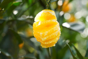 剥开的黄橙挂在枝头