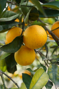 枝头饱满的金黄柑橘
