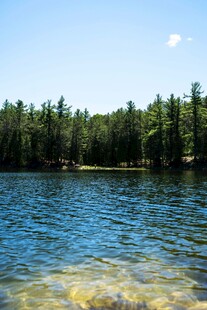 清澈湖水边的葱郁树林
