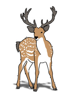 手绘梅花鹿