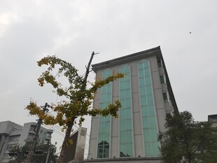 现代风格大楼与绿植