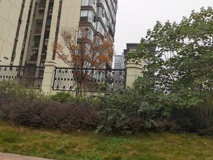 小区绿植与建筑景观