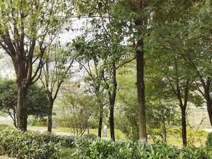 林间绿意盎然的自然景致