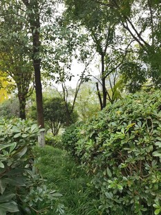 林间绿意盎然的幽静小道