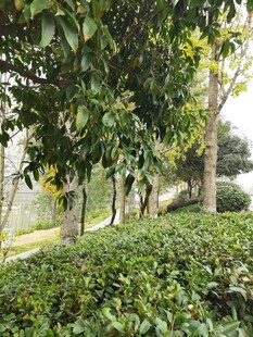 林间绿意盎然的清新景致