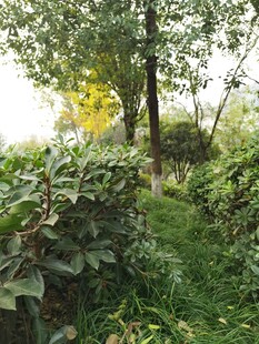 林间绿意盎然的自然小径