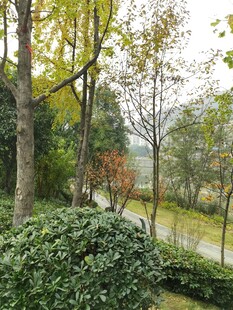 秋日林间静谧小道