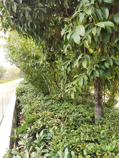 路边绿植景观