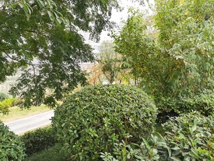 绿意盎然的繁茂灌木丛