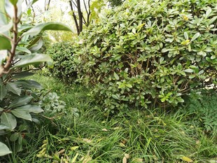 绿意盎然的植物景观