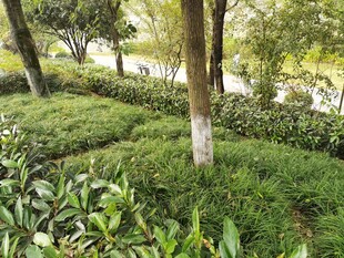 林间绿意盎然的自然景致