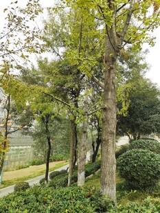 绿树成荫的园林景致