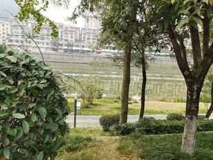 城市河畔绿树成荫景观