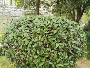 茂盛的绿叶灌木