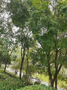 林间绿意盎然的自然景致