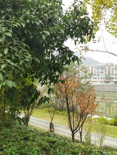 林间小道旁的秋日景致